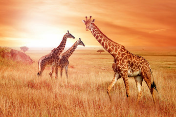 Giraffes in the African savannah at sunset. Wild nature of Africa.