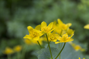 むれ水芭蕉園のリュウキンカ／長野県飯綱町