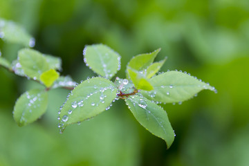 朝露の付く葉　むれ水芭蕉園／長野県飯綱町