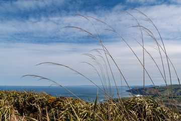 Pampas frouds with sea in the background
