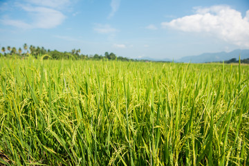 Paddy field and blue sky with clouds in Penang