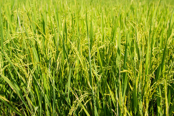 Paddy field in Penang