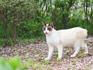 Naklejka na ściany i meble White and Gray Cat with Tongue out Walking in the Forest