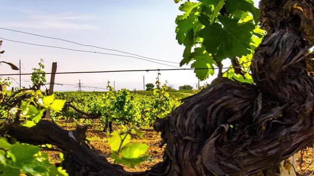 Spring HDR grape-vine 