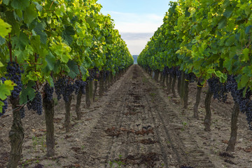 Fototapeta na wymiar grape harvest in bordeaux vineyard in aquitaine region, France.