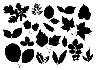 Vector set of leaves silhouette isolated on white background