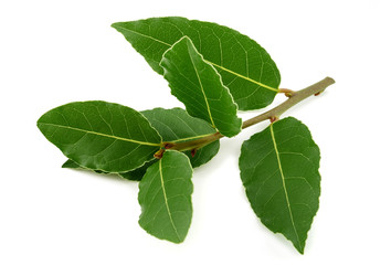 Laurel