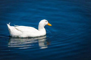 White Duck