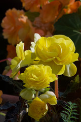 bouquet of yellow begonias