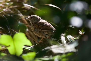 juvenile dunnock bird on a branch