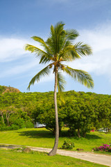 Fototapeta na wymiar Antigua. Caribbean Islands. Panoramic view on palm park by the Free man's bay and beach.