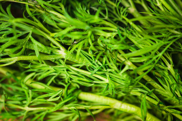 Green dill