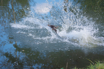 Jagdhund , Sprung ins Wasser