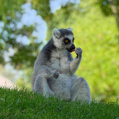 Ring-tailed lemur (species: Lemur catta) sits on grass and eats some fruits.