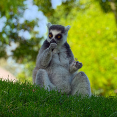 Ring-tailed lemur (species: Lemur catta) sits on grass and eats some fruits.