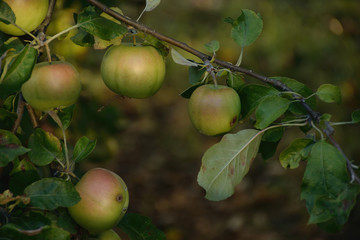 Apples on tree in shadow at beginning autumn in Blatenska street named Zatisi at sunset on 20th september 2018