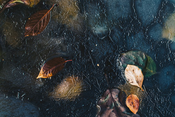 Leaf Frozen In Ice