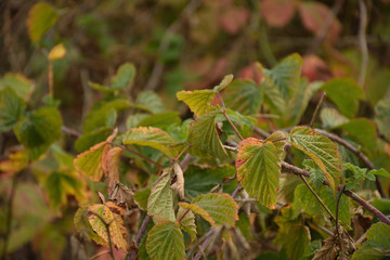 Leaves near Chumcany u Loun train station at beginning autumn in Czech central mountains on September 22th 2018