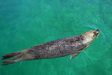 Harbor seal (species: Phoca vitulina), also known as common seal swims in water