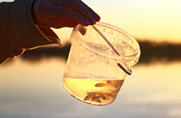 Small live minnows as a nozzle for catching predatory fish