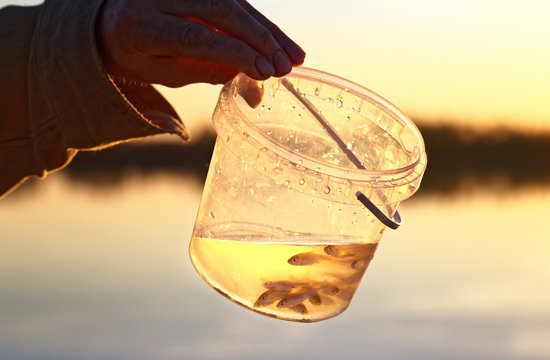 Small Live Minnows As A Nozzle For Catching Predatory Fish