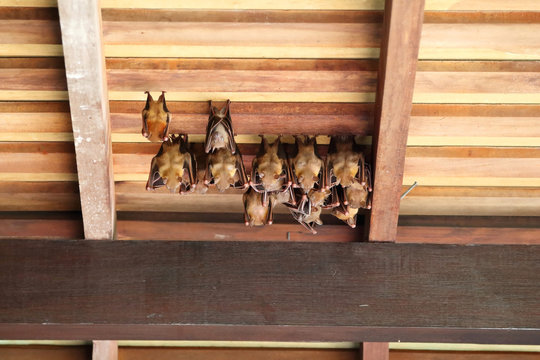 Lesser Dog-Faced Fruit Bats 1