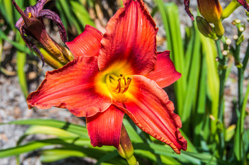 Day Lily