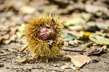 Close up of a chestnut, with the spiky cover still around most of it, on a forest floor with sand an leaves