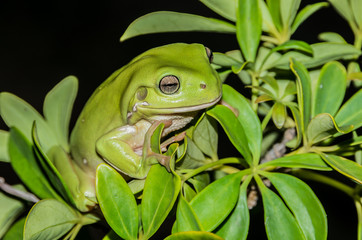 Green tree frog
