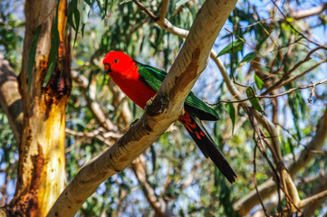 King Parrot