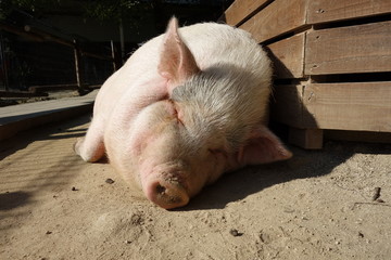 丸々と太った豚