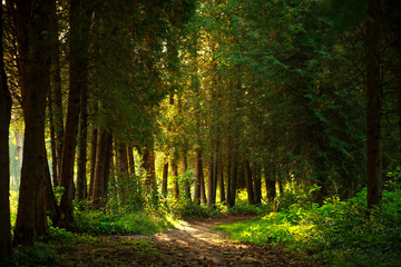 Obraz premium Trail path in botanical coniferous park in sunset light