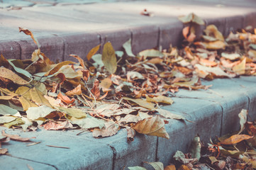 Lleaves on the steps of the park