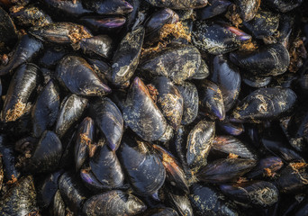 Fresh raw mussels, fresh from the sea, a mussel farm on the southern coast of Albania
