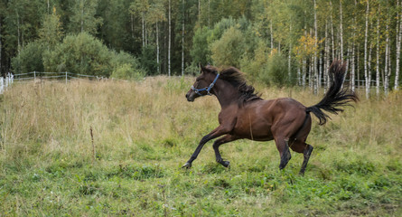 Horse galloping in the field