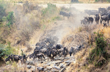 Gathering wildebeest on the banks of the Mara river