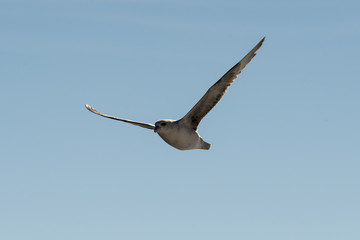 Fulmar boréal,  Pétrel fulmar, .Fulmarus glacialis, Northern Fulmar