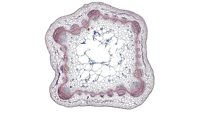 dicot stem - cross section cut under the microscope &ndash; microscopic view of plant cells for botanic education