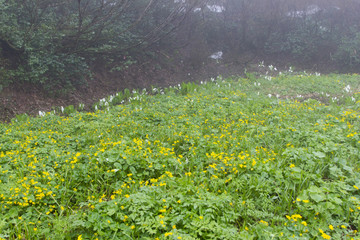 沼の原湿原のリュウキンカ／長野県飯山市