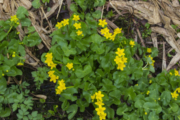 沼の原湿原のリュウキンカ／長野県飯山市