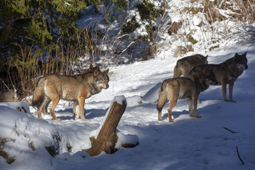 Meute de loups du Mercantour 