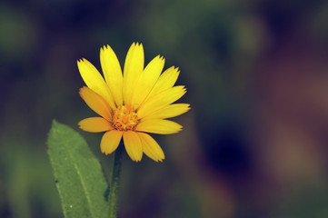 Obraz premium Calendula arvensis, Field Marigold, Crete