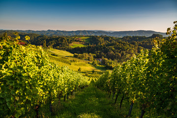 Austria Vineyards Sulztal wine street area south Styria , wine country. Tourist destination