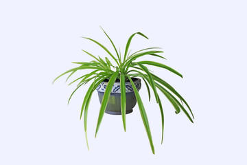 Fototapeta na wymiar spider plant -Chlorophytum comosum