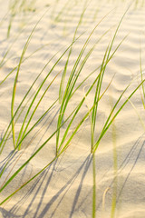 Gras am Strand
