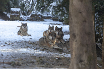Meute de loups du Mercantour 