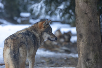 Meute de loups du Mercantour 