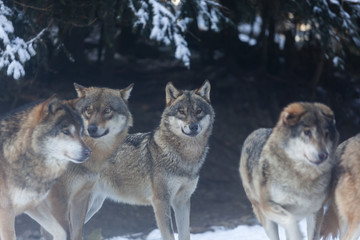 Meute de loups du Mercantour 