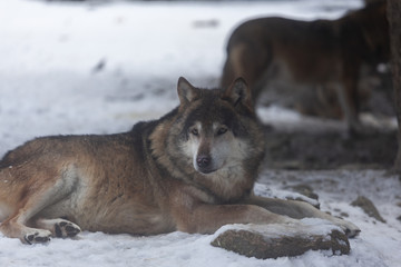 Meute de loups du Mercantour 