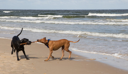 Hunde beim Spielen aum Strand